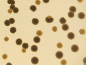 El CSIC descubre un mecanismo que acelera la evolución de bacterias resistentes a los antibióticos