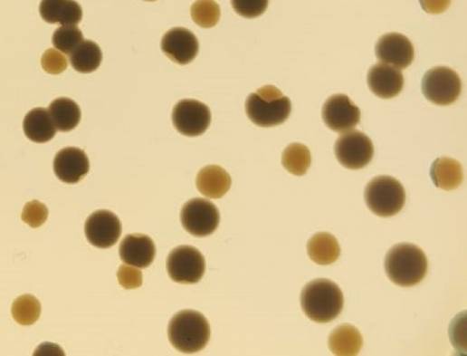 El CSIC descubre un mecanismo que acelera la evolución de bacterias resistentes a los antibióticos