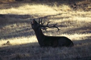 La berrea en Andalucía, un espectáculo natural que une fauna y ecoturismo responsable
