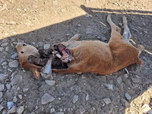Asaja denuncia la muerte de un ternero por el ataque de buitres en Chagarcía Medianero (Salamanca)