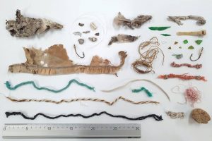 Detectan materiales de origen humano en nidos de gaviota en las reservas de la biosfera de Lanzarote y Fuerteventura