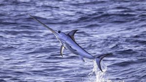 Desvelan la presencia de microplásticos en los peces espada del Mediterráneo occidental