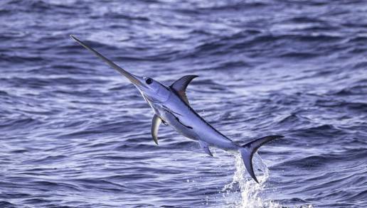 Desvelan la presencia de microplásticos en los peces espada del Mediterráneo occidental