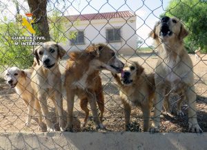 La Guardia Civil rescata una treintena de perros abandonados en Mula y Pliego