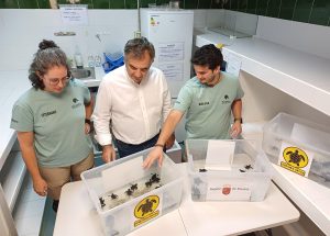 El nido de tortugas bobas de La Manga inicia su eclosión y 53 neonatos son trasladados al Centro de Recuperación