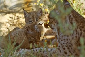 Doce nuevas crías de lince ibérico salen adelante en Doñana y se preparan para su liberación
