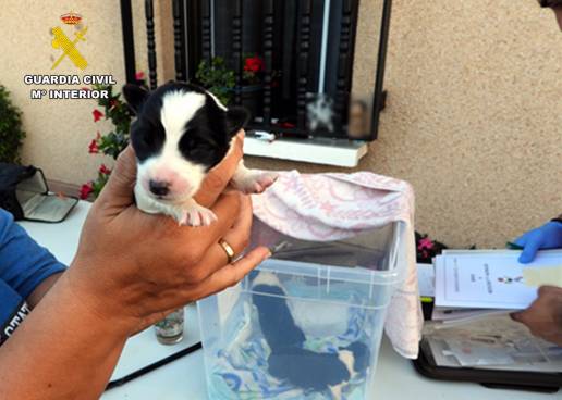 Investigado por abandonar cuatro cachorros en la basura en Santiurde de Toranzo