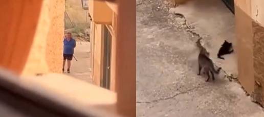  Investigan a un hombre por matar a tiros a un gato en Valjunquera (Teruel)