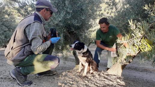 Andalucía pone en marcha una nueva unidad canina especializada en el control de las poblaciones del lince ibérico