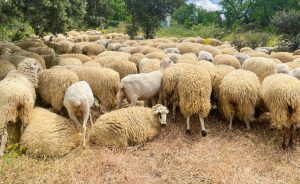 Las explotaciones afectadas por la lengua azul en Baleares se elevan a 32 a la espera de más análisis