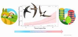 Encuentran restos de plástico en nidos de tres especies de vencejos en Europa en un estudio con el MNCN