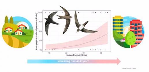 Encuentran restos de plástico en nidos de tres especies de vencejos en Europa en un estudio con el MNCN