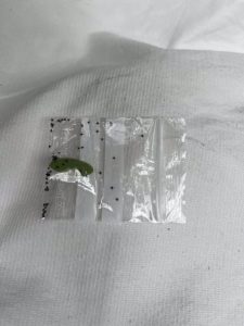 Investigadores de la UZ lideran un proyecto pionero sobre picaduras de garrapatas en el Pirineo