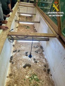 Cae una organización criminal presuntamente dedicada al comercio ilegal de tortugas en España
