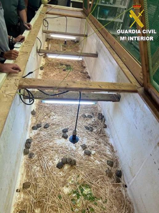 Cae una organización criminal presuntamente dedicada al comercio ilegal de tortugas en España