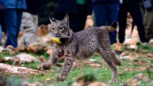 Los linces criados en cautividad se adaptan al medio de forma similar a los silvestres, según un estudio