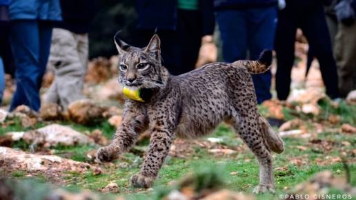 Los linces criados en cautividad se adaptan al medio de forma similar a los silvestres, según un estudio