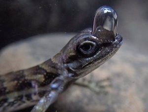 Un lagarto forma burbujas en su cabeza para respirar bajo el agua