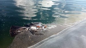 GREFA pide rampas de escape para evitar que la fauna salvaje muera ahogada o atrapada en las balsas de agua