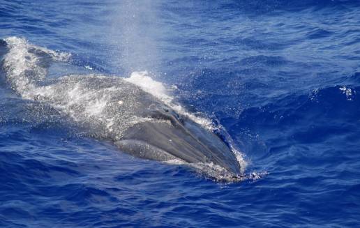 Identifican un nuevo canto de ballena en miles de horas de grabaciones