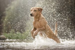 Extremadura se sitúa entre los destinos españoles más 'dog-friendly', según Holidu