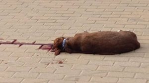 La Izquierda solicita adaptar la ordenanza de bienestar animal en Huelva tras un "grave caso" de maltrato