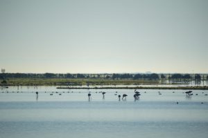Ecologistas en Acción propone emplear fondos destinados a la comarca de Doñana para combatir el virus del Nilo