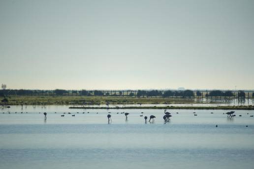 Ecologistas en Acción propone emplear fondos destinados a la comarca de Doñana para combatir el virus del Nilo