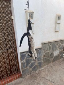 Piden medidas de protección animal en Aldeire tras la muerte de un gato golpeado y colgado de un balcón