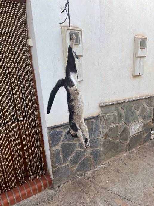 Piden medidas de protección animal en Aldeire tras la muerte de un gato golpeado y colgado de un balcón