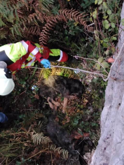 Los bomberos rescatan a dos perros maltratados tirados en un regato en el puerto de la Braguía