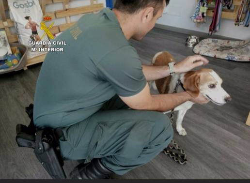 Investigan a un falso veterinario de Ames (A Coruña) por falsificación de documento público e intrusismo profesional