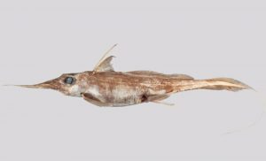 Nueva especie de tiburón fantasma de aguas profundas