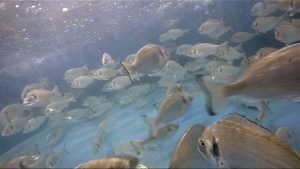 Nueve de cada diez personas en España quieren más protección para los peces de piscifactoría, según una encuesta