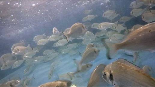 Nueve de cada diez personas en España quieren más protección para los peces de piscifactoría, según una encuesta
