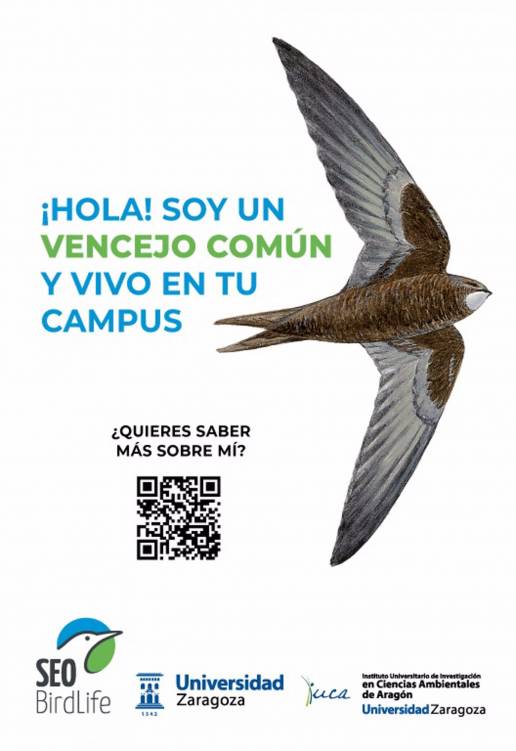 Las aves urbanas y silvestres del Alto Aragón protagonizan dos jornadas universitarias en Huesca y Jaca
