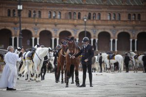 Jupol pide no "sacrificar" a un caballo de la Policía Nacional lesionado y aboga por su "jubilación digna"