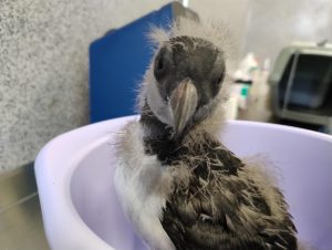 Fundación Oceanogràfic participa en la recuperación de frailecillos que se desorientaron en Islandia