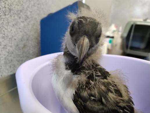 Fundación Oceanogràfic participa en la recuperación de frailecillos que se desorientaron en Islandia