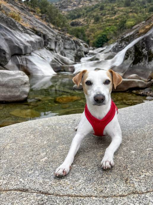 El perro 'influencer' Pipper promocionará Extremadura como destino amigable para mascotas