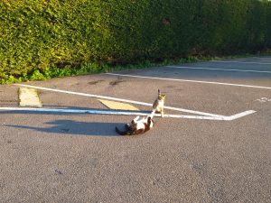 IU alerta sobre el número de gatos fallecidos en el albergue municipal de Serín