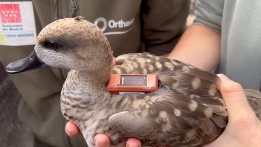 La Comunidad de Madrid cría dos ejemplares de una especie de pato en peligro crítico de extinción