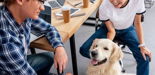 Menos estrés, más interacción y productividad:  los no tan conocidos beneficios de llevar al perro a la oficina