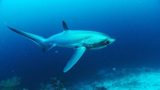 El CSIC lidera un proyecto para compatibilizar la pesca con la conservación de los tiburones en el Mediterráneo