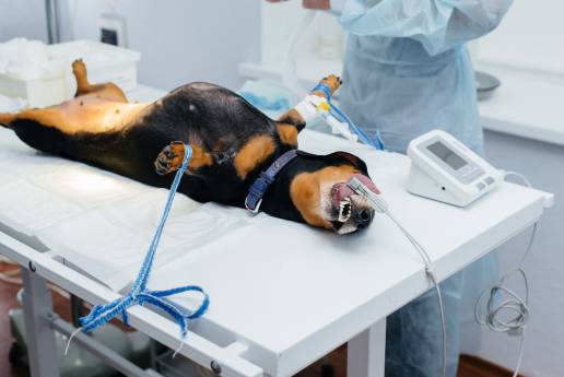 Efectos de una interacción sinérgica entre el sulfato de magnesio y la ketamina en la nocicepción perioperatoria en perros sometidos a osteotomía de nivelación de la meseta tibial: un estudio piloto