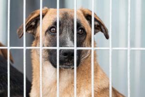 Pacma denuncia a la perrera de Malpartida de Plasencia (Cáceres) por maltrato animal