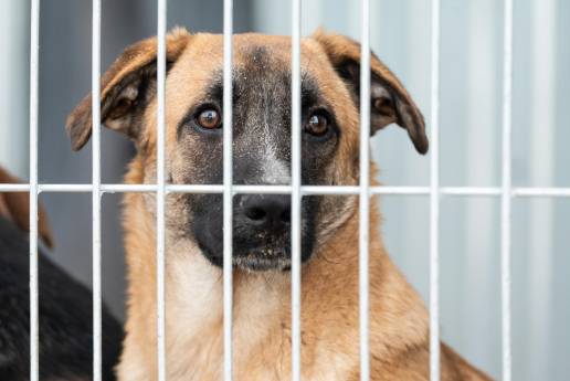 Pacma denuncia a la perrera de Malpartida de Plasencia (Cáceres) por maltrato animal