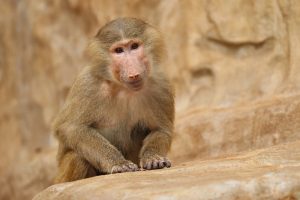 Estados Unidos no incluirá a los macacos de cola larga en la Ley de Especies en Peligro de Extinción