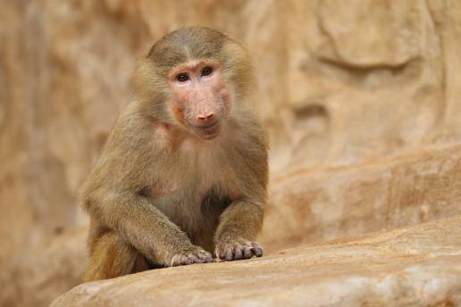 Estados Unidos no incluirá a los macacos de cola larga en la Ley de Especies en Peligro de Extinción