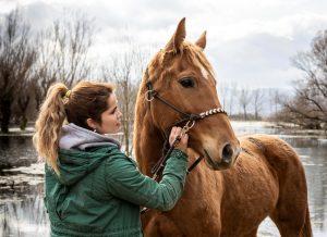  Jerez acoge la celebración de un congreso sobre la relación saludable entre humanos y caballos